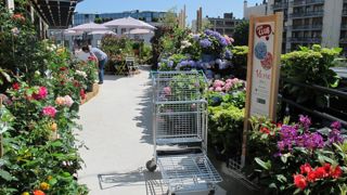 Portées par un climat très favorable, les jardineries ont réalisé un excellent premier trimestre 2019, selon la FNMJ. © FNMJ